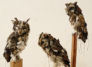 Kathryn Spence, Untitled (Western Screech Owls) (detail), 2009. Coats, pants, stuffed animals, sand, string, thread, wire, pins.